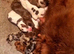 Cocker Spanial