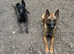 18-Month-Old Belgian Malinois Ready for His Forever Home