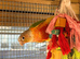 Conures x2
