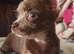 Stunning chihuahua