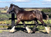 Traditional Black Cob Filly To Make 15.2hh " Black Filly Cob/Heavy Horse