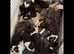 Well proven Staffordshire bull terrier for stud