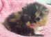 3 beautiful exotic kittens
