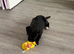 Cocker spaniel/ Labrador