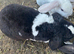 Mini Plush Lops