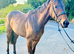 Very Sensible Tb Filly