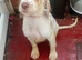 Female Cocker Spaniel Pup