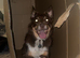 Kelpie/collie cross