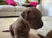English Corso Dogge