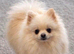 Only One Tiny White Girl Left &ndash; Looks Just Like Her Dad &ndash; Teddy Bear Face