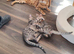 Bengal kittens - 2 grey boys available