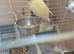 Kakariki