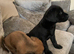 Stunning KC registered Labrador pups