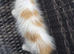 Female maine coon