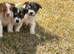 Jack Russell puppies