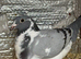 Pair racing pigeon and pure white female