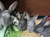 Yurvac vaccinated purebred baby English rabbits - ready now!