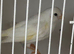 Fife canaries