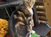 FEMALE KITTEN NEEDING LOVING HOME