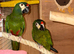Proven pair illigers mini macaw