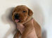 KC Registered Labrador Puppies