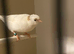 2026 German roller canary
