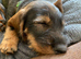 Gorgeous KC Registered Boy Wirehaired Dachshund Puppy