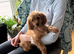 Cavapoo girls for sale
