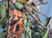5 spiny stick insects