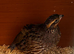 Breeding pair northern bobwhite quails