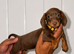 Miniature dachshund puppy