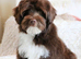Miniature Australian Labradoodle Puppies