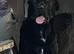 Shepherd x rottie 7 months