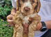 Beautiful Cockapoo Puppies