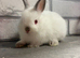 Netherland Dwarf Himi Baby