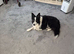 Border collie