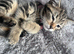 Gorgeous 12week Old Mixed Breed Kittens