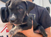Presa canario pups for sale 4 boys 1 girl left