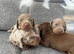 Miniature dachshund