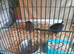 Available Coturnix QUAILS - Different buying options and prices male/females/ different colours
