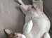 Loving home wanted for Dolly – 5-year-old Jack Russell
