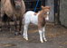 SPSBS registered mini shetland colt foal. SKEWBALD MUSHROOM
