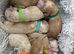Exceptional F2 Miniature Cockapoo Puppies
