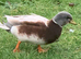 Butterscotch Call Duck Hatching Eggs x 6