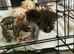 Pedigree Persian exotic x domestic short haired kittens