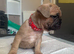 4 little puppies looking for there forever home