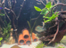Tropical fish