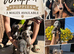 ITALIAN WHIPPET PUPPIES – 3 BEAUTIFUL BOYS AVAILABLE
