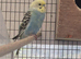 Young Budgies