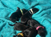 Great Dane Puppies. Merle/Mantle/Blacks